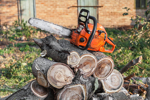 Large Tree Removal in Colfax, WA